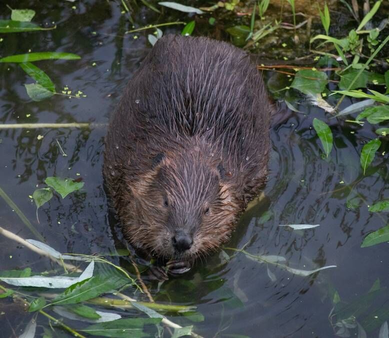 Beaver Lodge Summer 2020